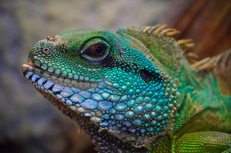 Dragon Taming Workshops