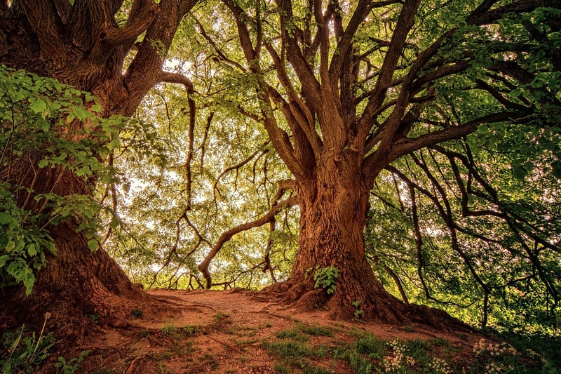 Forbidden Forest